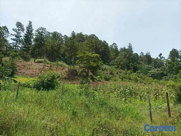 solares y terrenos - Terreno para proyecto ecoturistico en jarabacoa 5