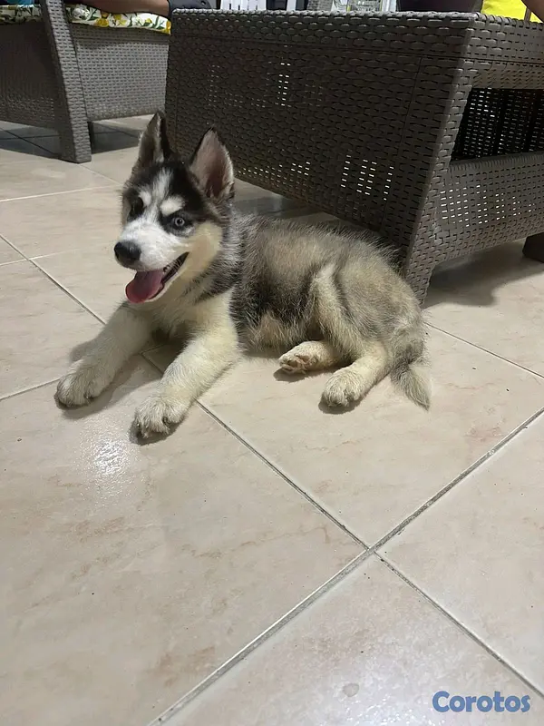animales y mascotas - Husky Siberiano 2