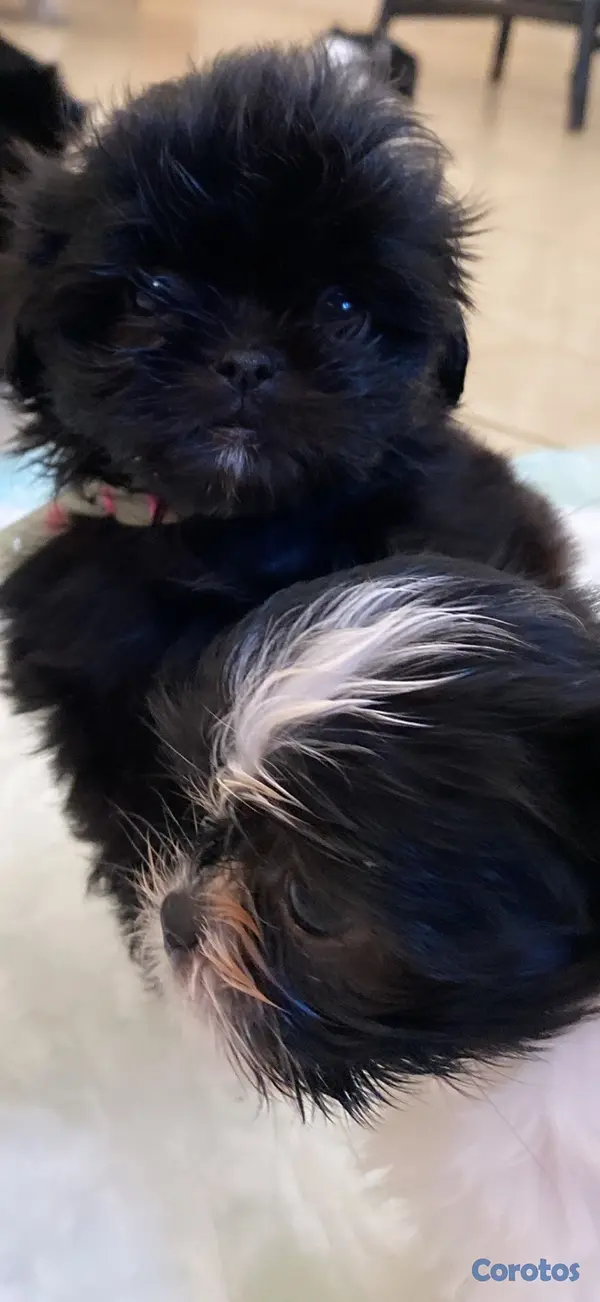 animales y mascotas - Cachorro Shih Tzu mini hembra , padres presentes  6