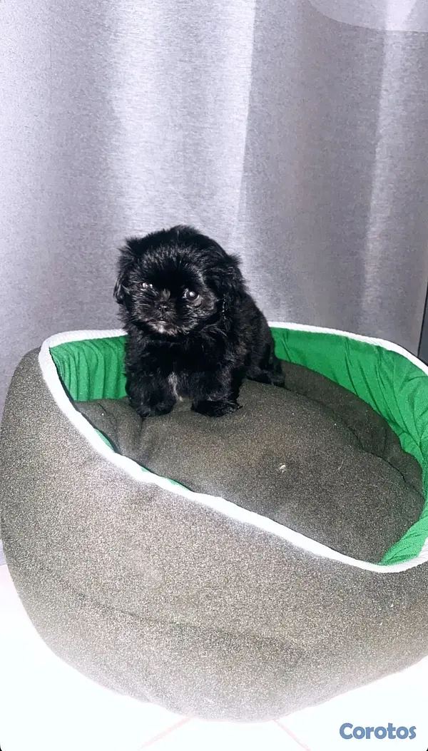 animales y mascotas - Cachorro Shih Tzu mini hembra , padres presentes  3