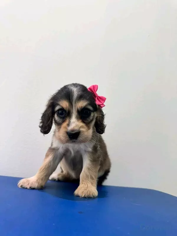animales y mascotas - hermosos Cachorros cocker spaniel  3