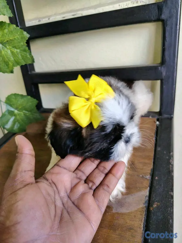 animales y mascotas - hermosos cachorritos de shitzu toy 4