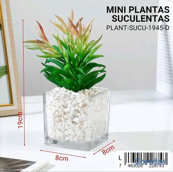 cocina - Mini plantas Suculentas  2