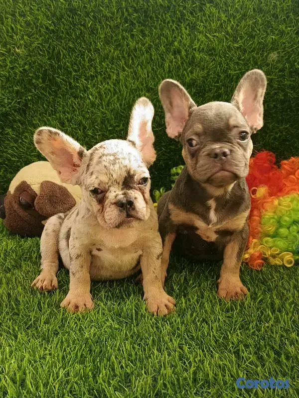 animales y mascotas - hermosos Cachorros Buldog frances  6