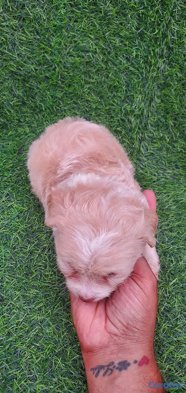 animales y mascotas - shitpoo lo más bello para ti  4
