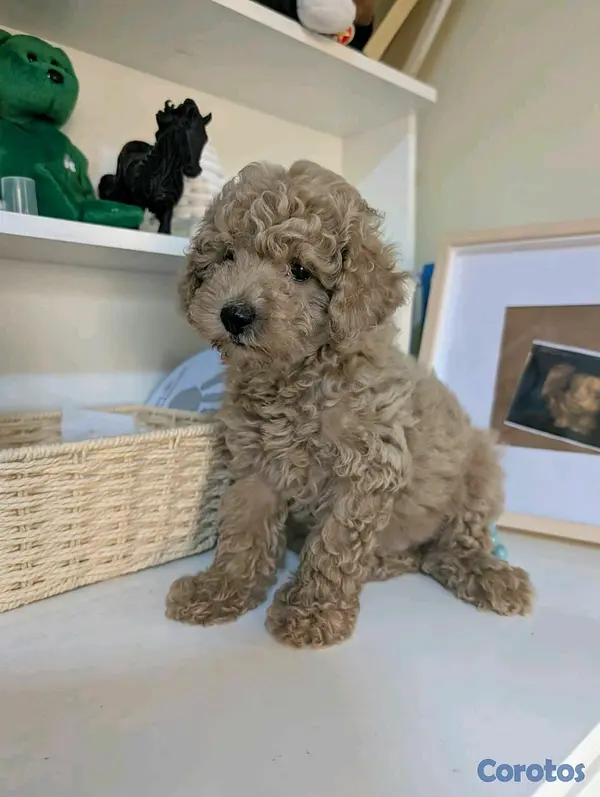 animales y mascotas - hermosos cachorritos de poodle toy  4
