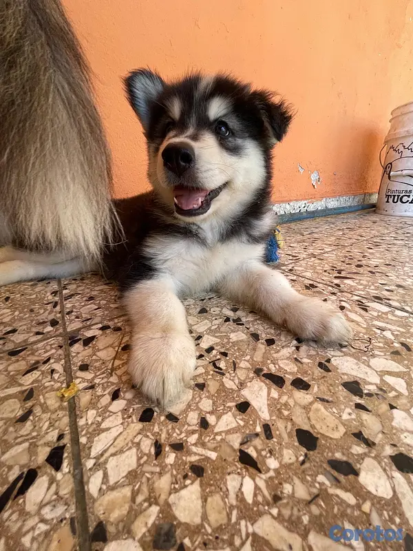 animales y mascotas - husky Siberiano 4