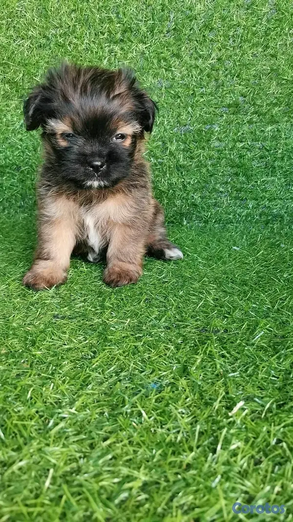 animales y mascotas - hermosos cachorritos shipoo toy 7