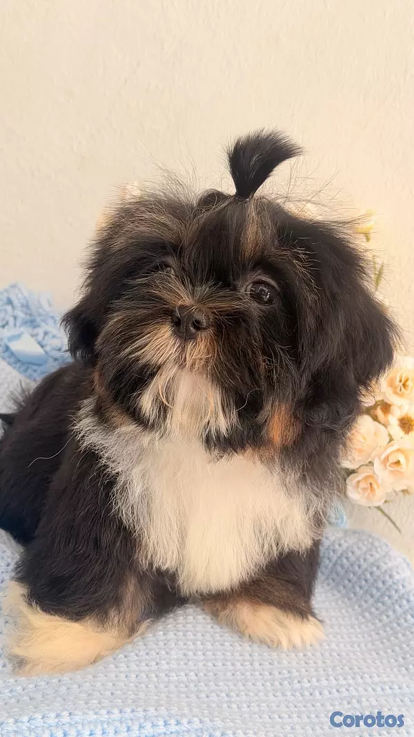animales y mascotas - Shihtzu Macho  4