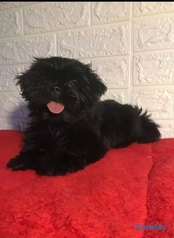 animales y mascotas - Cachorro Shih Tzu mini hembra , padres presentes  2