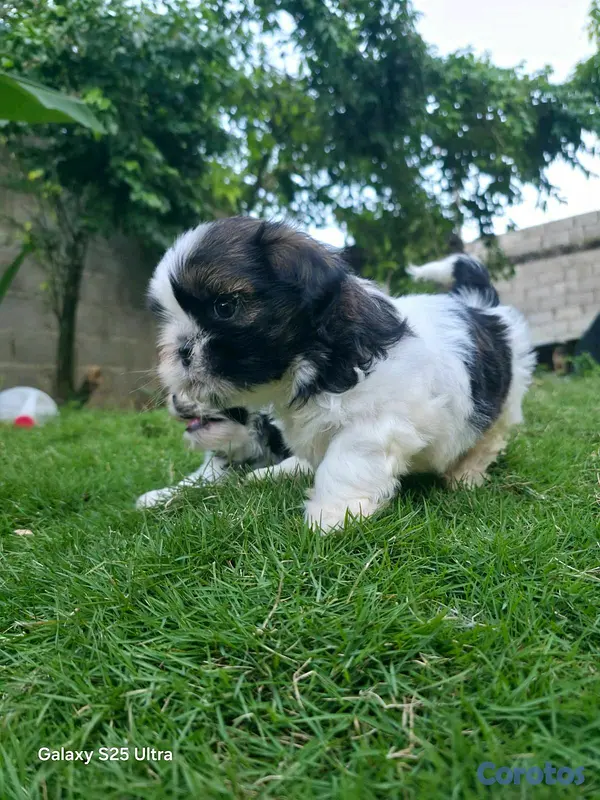 animales y mascotas - hermosos cachorritos shitzu  3