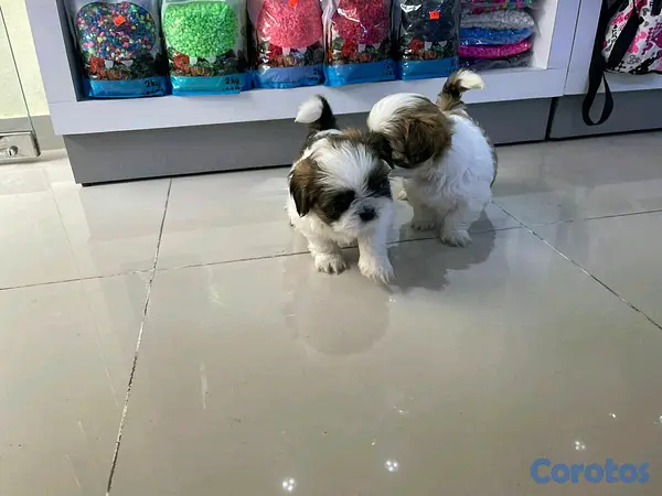 animales y mascotas - hermosos cachorritos de shitzu toy 3