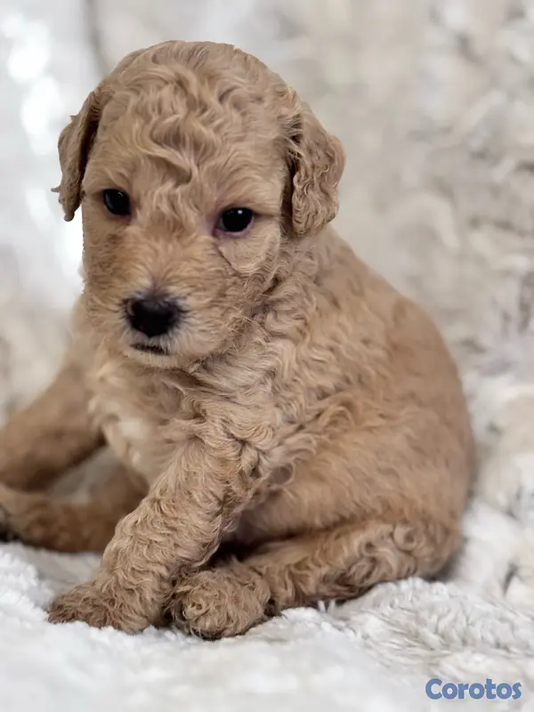 animales y mascotas - POODLE TOY CANICHE 2