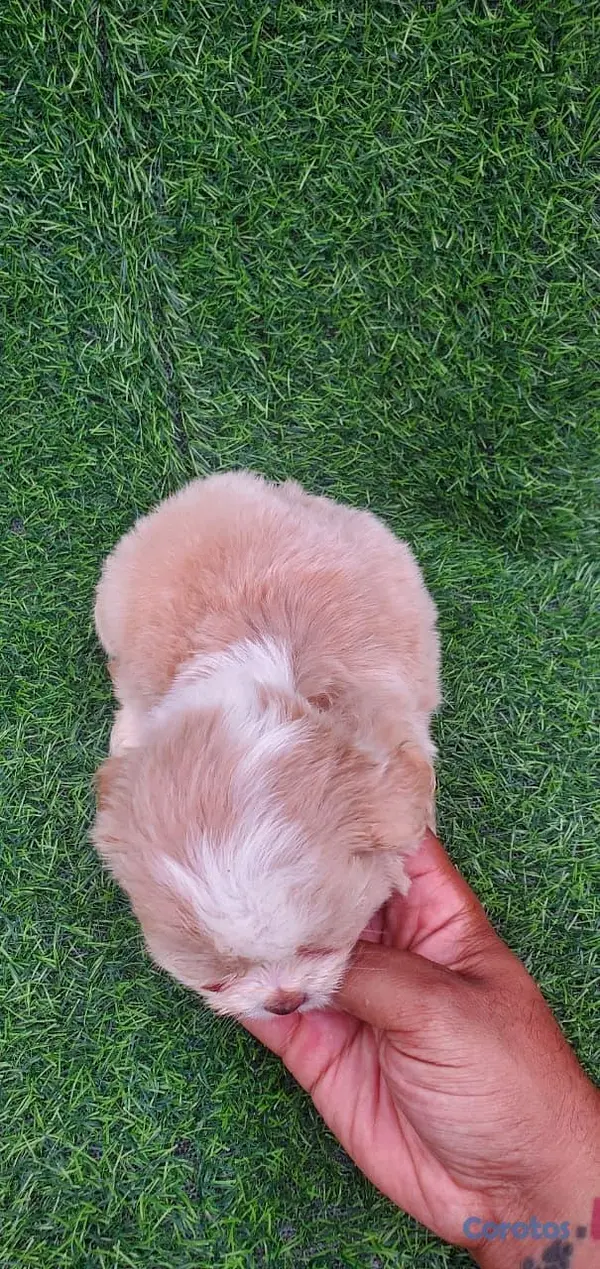 animales y mascotas - shipoo  2