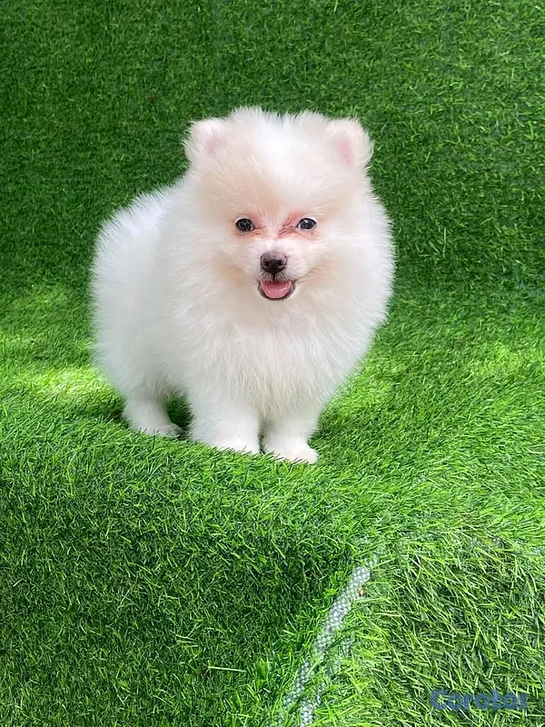 animales y mascotas - hermosos cachorritos pomerania mini  7