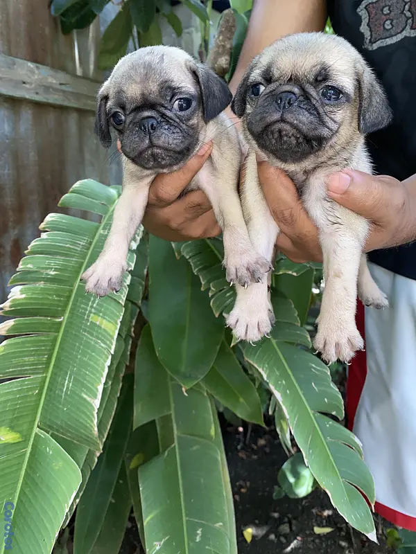 animales y mascotas - pug 3