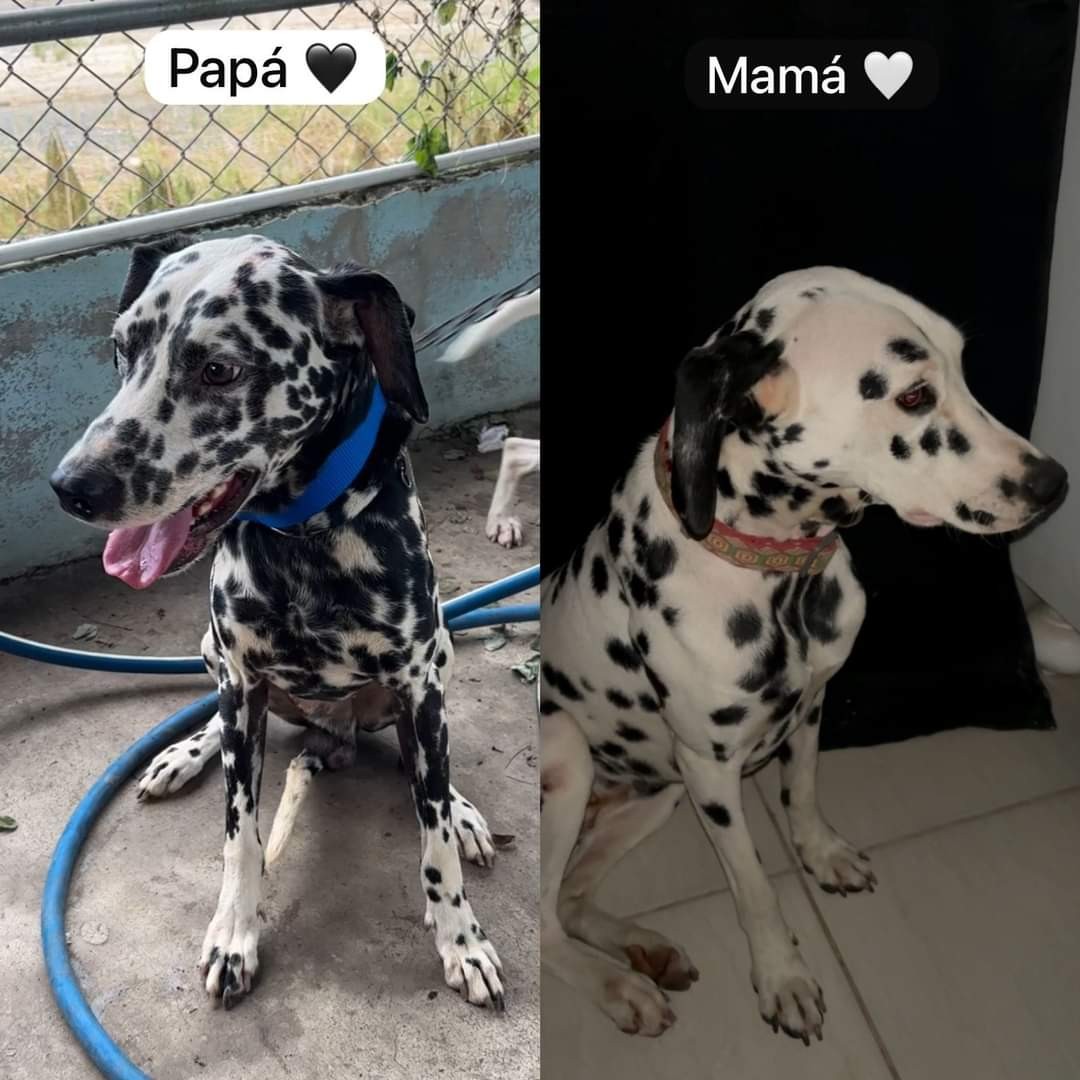 animales y mascotas - Dalmatas Macho y Hembra 5