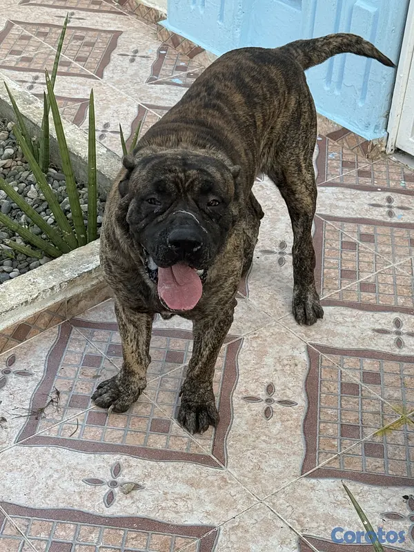 animales y mascotas - Presa canario  2