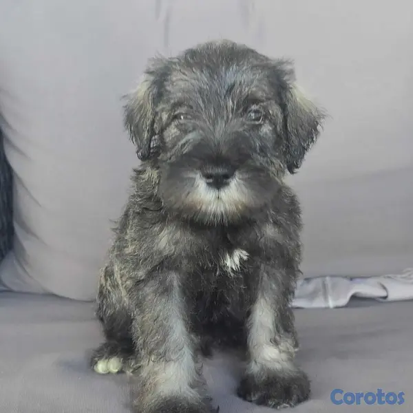 animales y mascotas - Snauzher puros  2