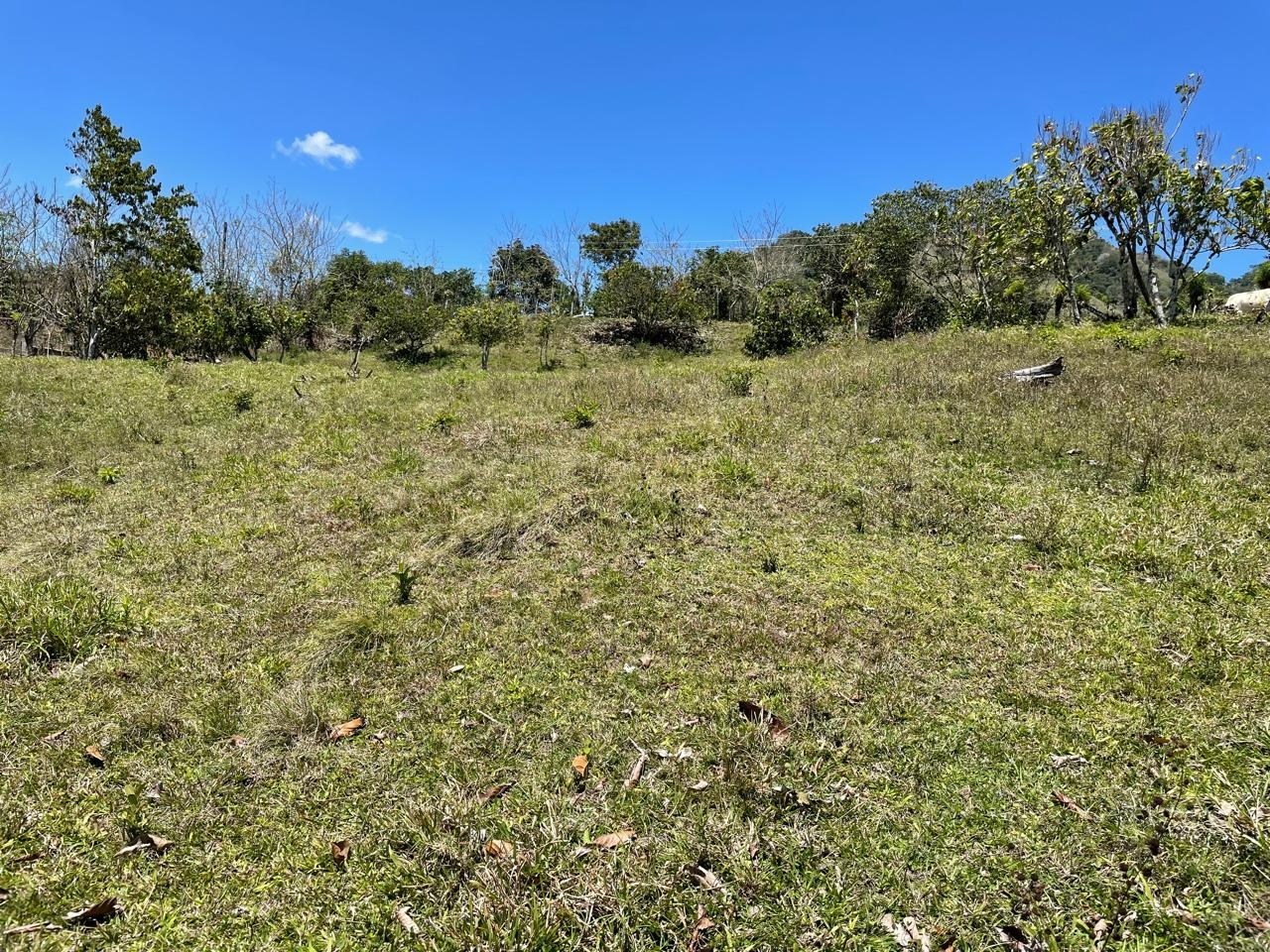 solares y terrenos - Se Vende Terreno en Pedro Garcia, Santiago 3