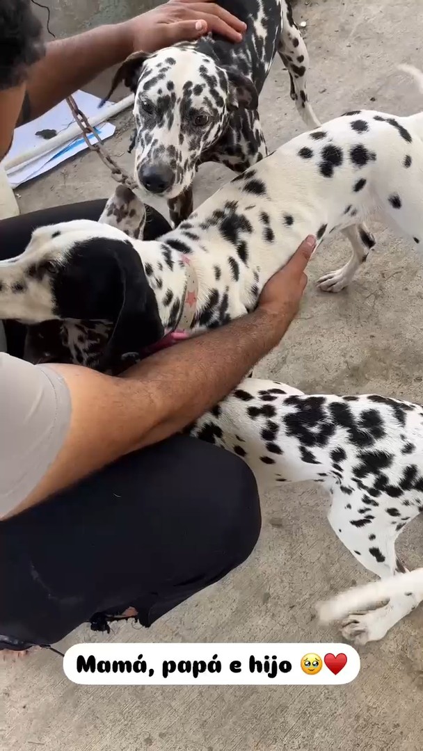 animales y mascotas - Dalmatas Macho y Hembra 6