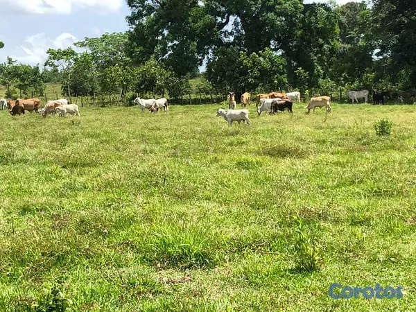 solares y terrenos - Terreno en LOS JENJIBRES 7