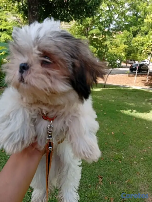 animales y mascotas - SHIH TZU MACHO 3