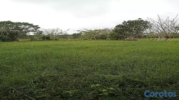 solares y terrenos - Finca Ganadera en Hatillo Monte Plata No Titulo, Si acto de Venta 2