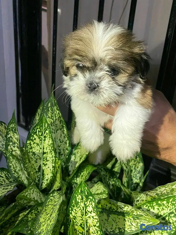animales y mascotas - Hermosos cachorritos de shipoo toy  2