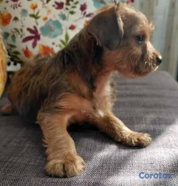 animales y mascotas - poodles con yorkie  2