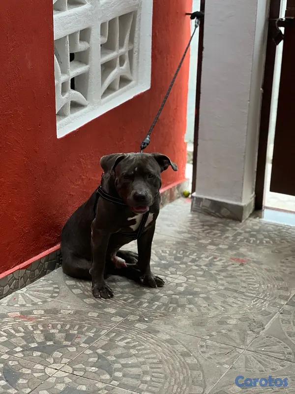 animales y mascotas - pitbull bully xl 2