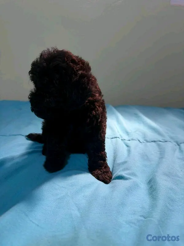 animales y mascotas - hermosos cachorritos de Goldendoodle  3