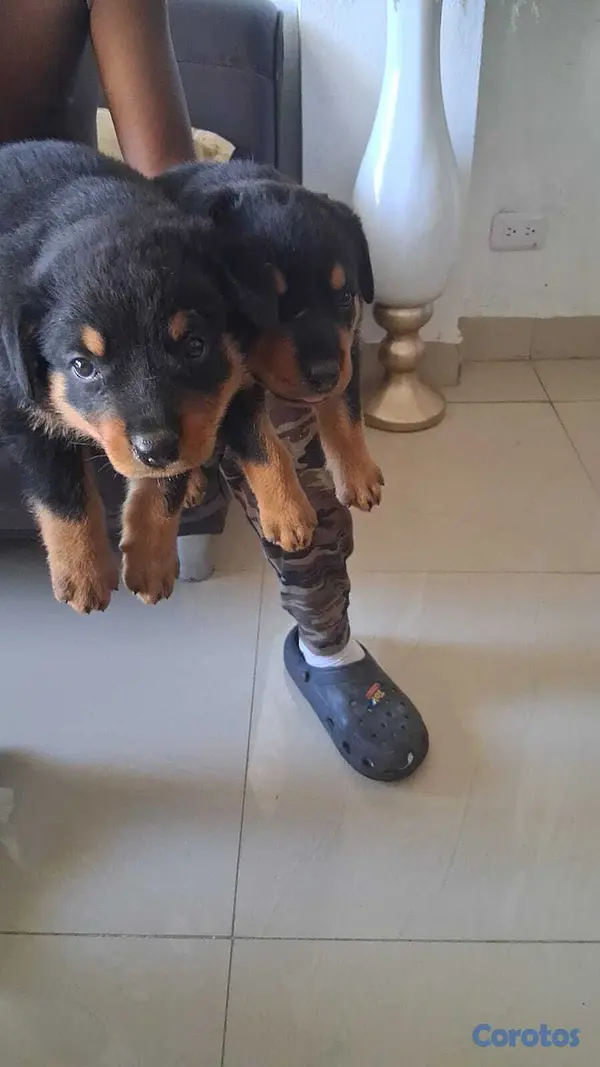 animales y mascotas - Cachorros Rottwailer  2