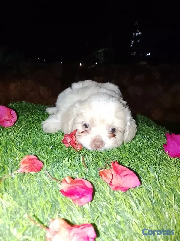 animales y mascotas - Shipoo Disponibles  13
