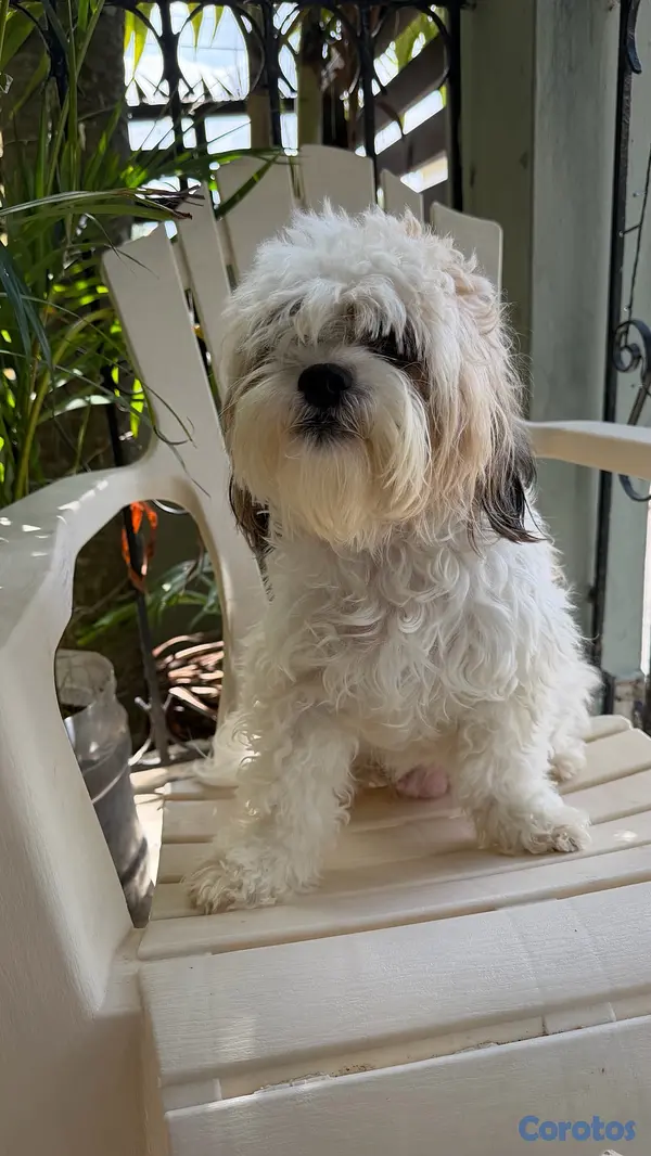animales y mascotas - shipoo macho 6