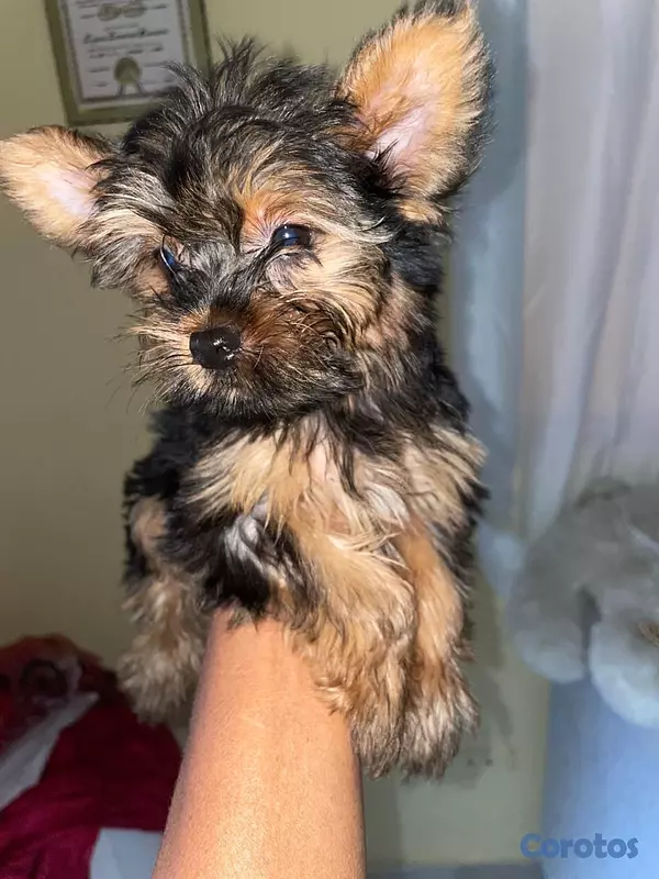 animales y mascotas - Yorkie Macho  14