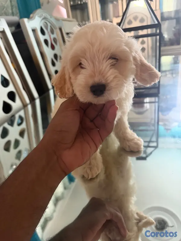 animales y mascotas - Vendo Cocker Spaniels 12