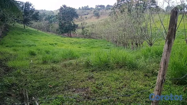 solares y terrenos - finca de 80 tareas con vocación Agrícolas en sabana grande de boya  4