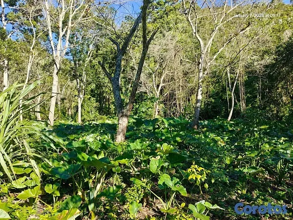 solares y terrenos - Oportunidad: Finca Con Boca De Río. Buena Para Cos 8