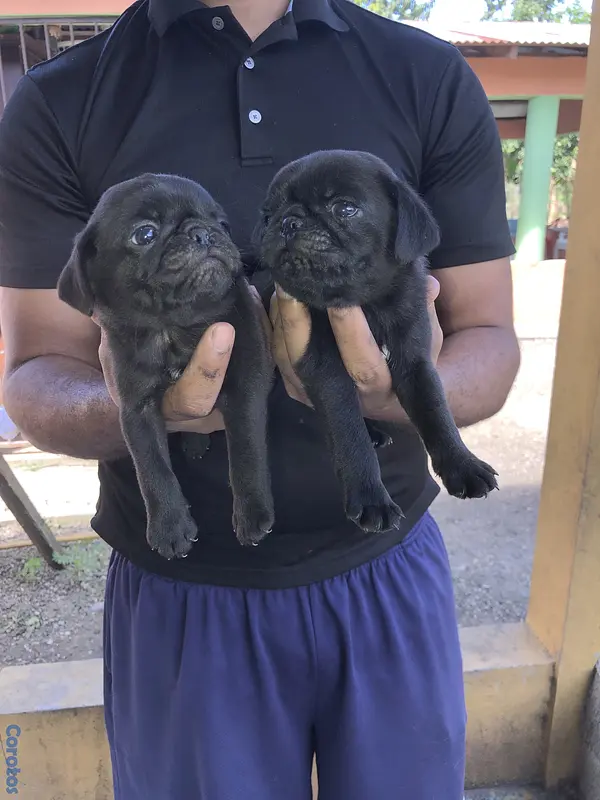 animales y mascotas - pug 4