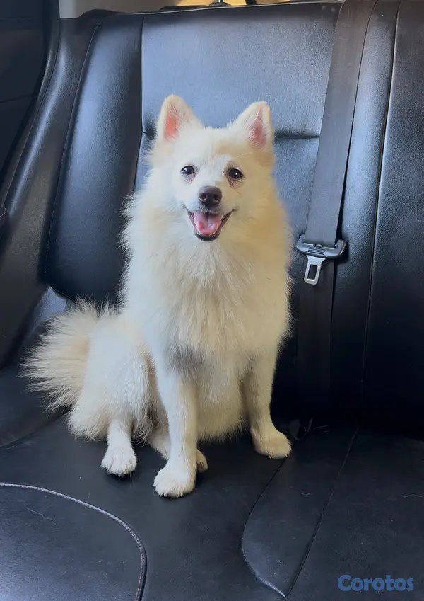 animales y mascotas - Pomerania hembra  2