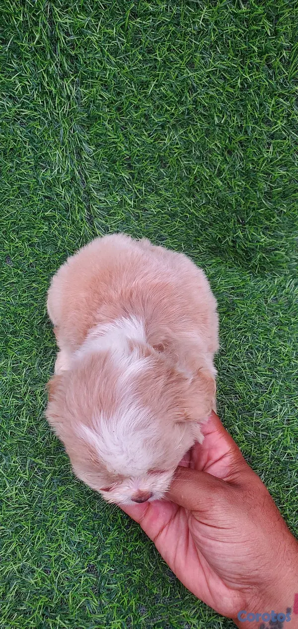 animales y mascotas - shitpoo lo más bello para ti  5