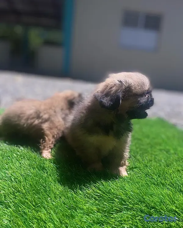 animales y mascotas - pekinés  2