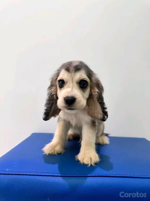 animales y mascotas - hermosos Cachorros cocker spaniel  4