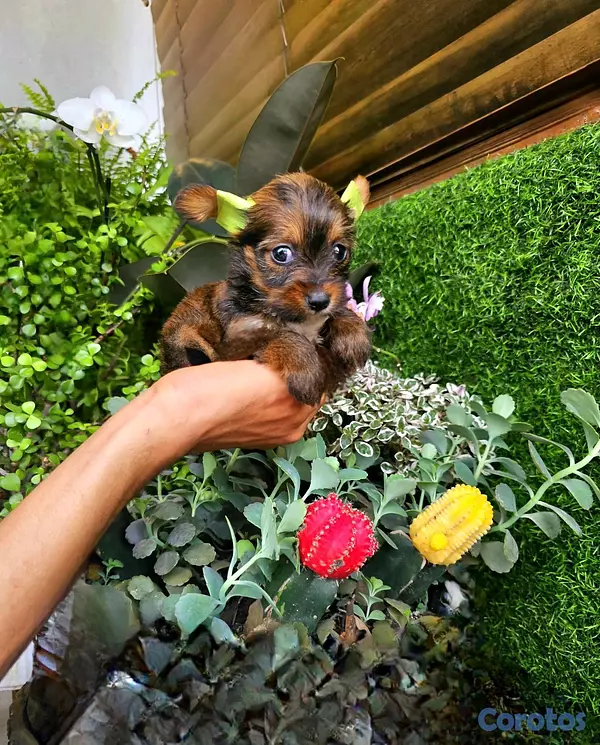 animales y mascotas - yorki con mariposa pequeñitos  3