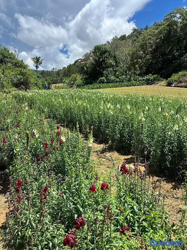 solares y terrenos - Finca Agricola en Constanza 2795 tareas  9