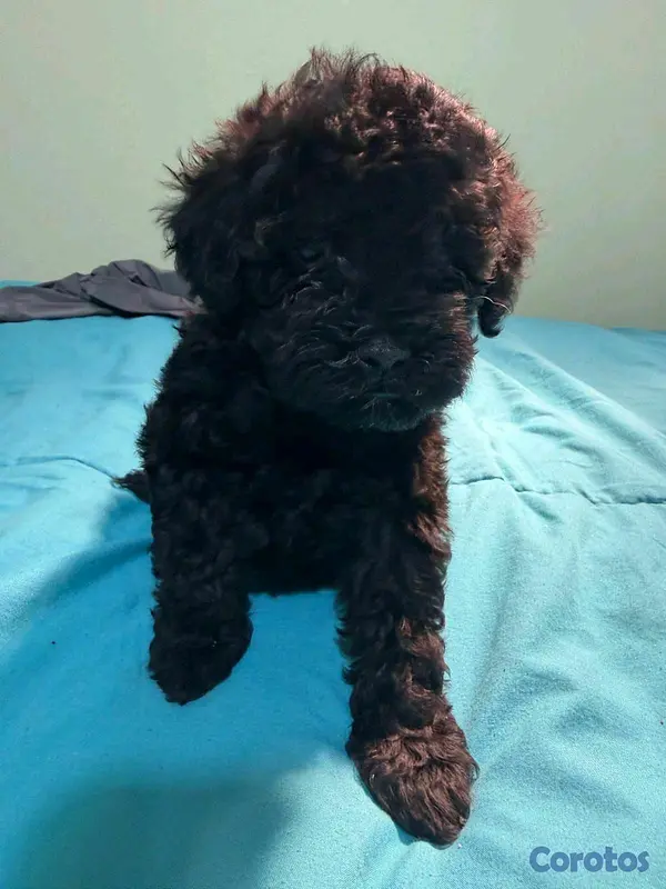 animales y mascotas - hermosos cachorritos de Goldendoodle  4