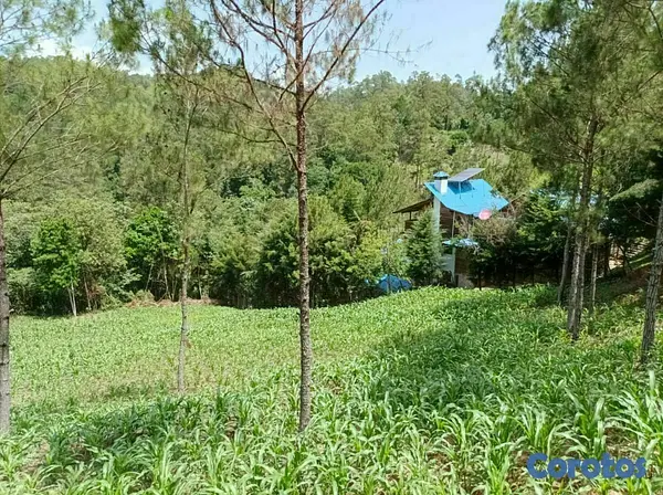 solares y terrenos - Terreno para proyecto ecoturistico en jarabacoa 3