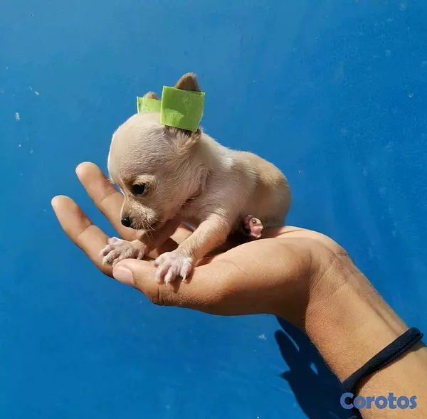 animales y mascotas - Hermosos chihuahua #1 3