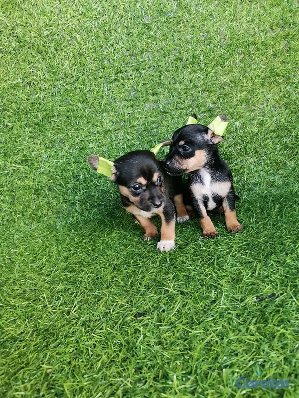 animales y mascotas - hermosos cachorritos de Chihuahua  4